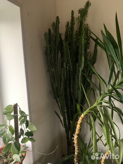 Кактус Молочай трехгранный