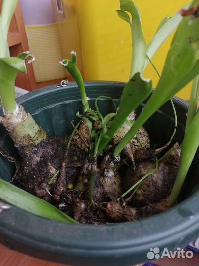 Луковицы золотого уса