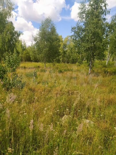 Участок 24 сот. (СНТ, ДНП)