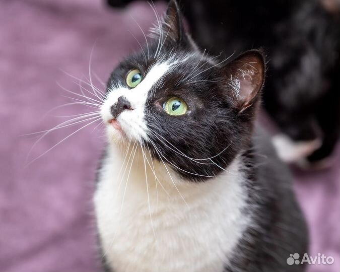 Котик бесплатно