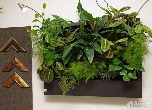 Вертикальное озеленение фитостена, фитокартина