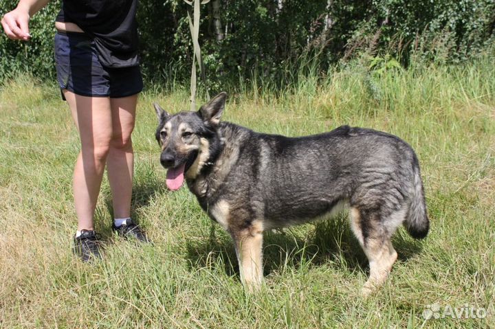 В приюте Ариэль мечтает о доме