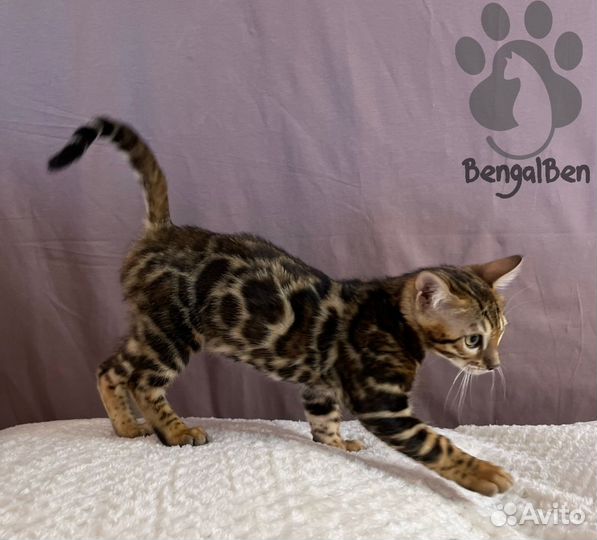 Бенгальская