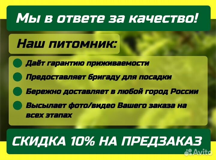 Саженцы Берёза бородавчатая крупномеры опт