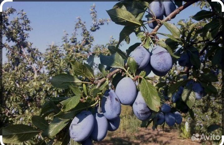 Слива Стенлей