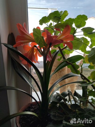 Кливия. Цветёт 3 раза в год