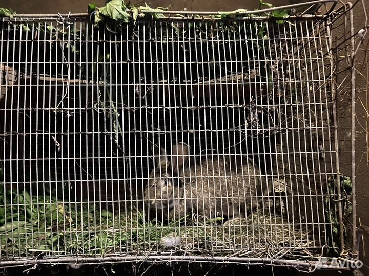 Кролик с клеткой