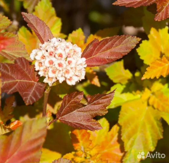 Пузыреплодник Эмбер Джубили