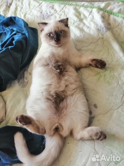 Котики породистые