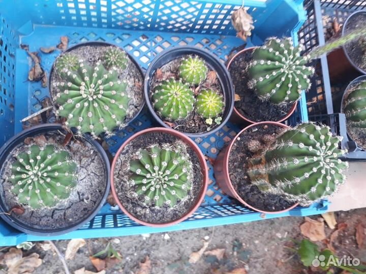 Кактус