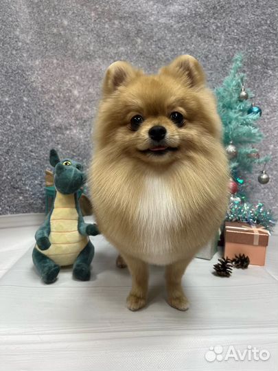 Вязка собак шпиц