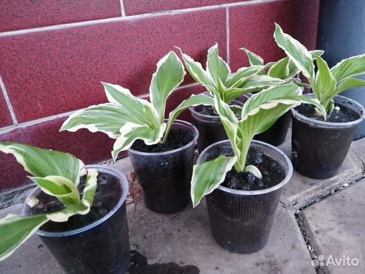 Хоста растение