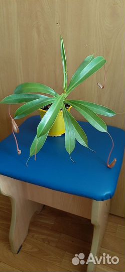 Непентес Алата