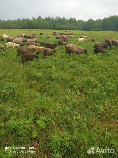 Ягнята и сена