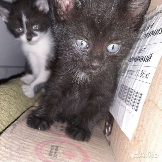 Котята бесплатно