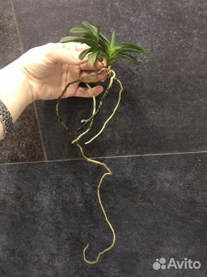 Орхидея neofinetia falkata “Ёдо-но-матсу”