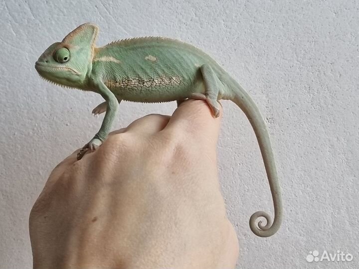 Хамелеон йеменский