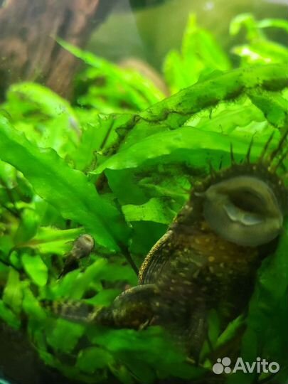 Анциструс малыши