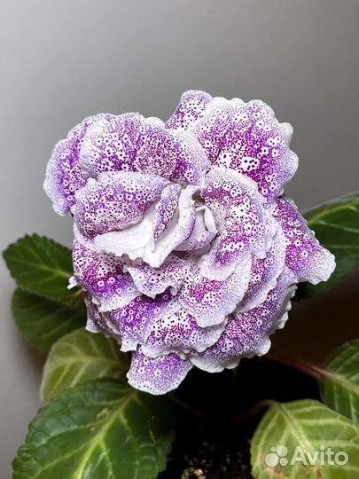 Глоксиния махровая