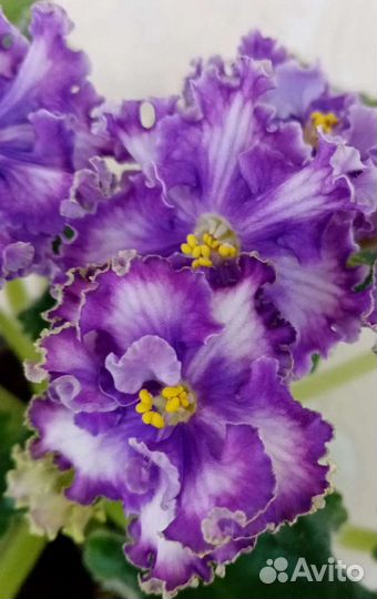 Фиалки махровые