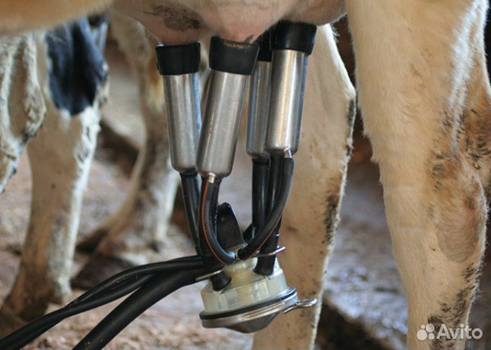 Аппарат для дойки коров