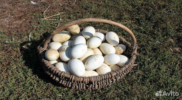 Домашние яйца куриные гусиные
