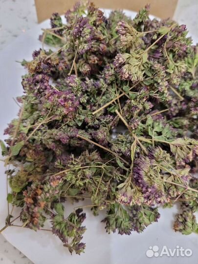 Душица обыкновенная