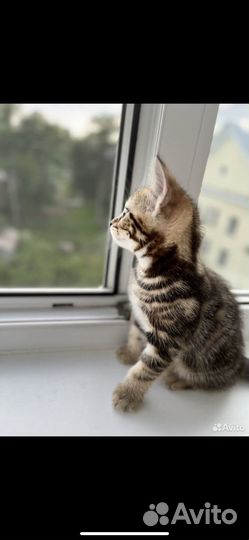 Шатланский котик