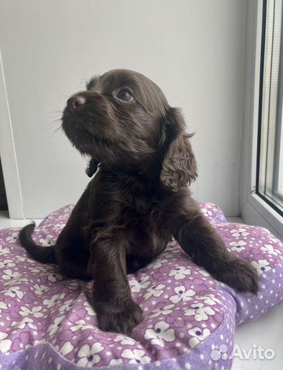 Кокер спаниель