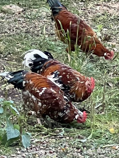 Молодые петушки