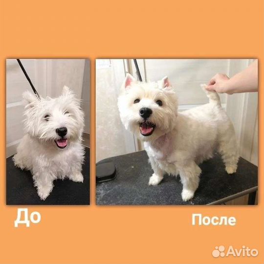 Тримминг вест хайленд вайт терьера, керн терьера