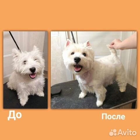 Тримминг вест хайленд вайт терьера, керн терьера