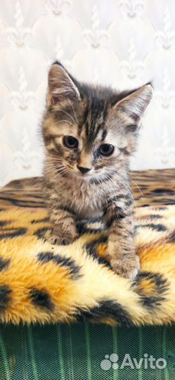 Котёнок в добрые ручки