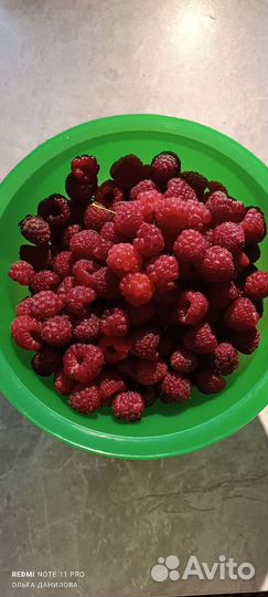 Малина ремонтантная Жар Птица