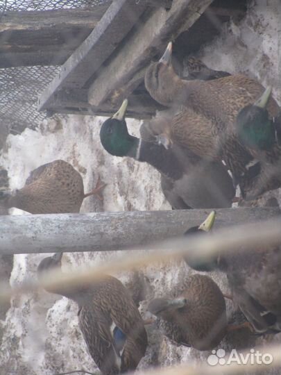 Подсадные дикие утки