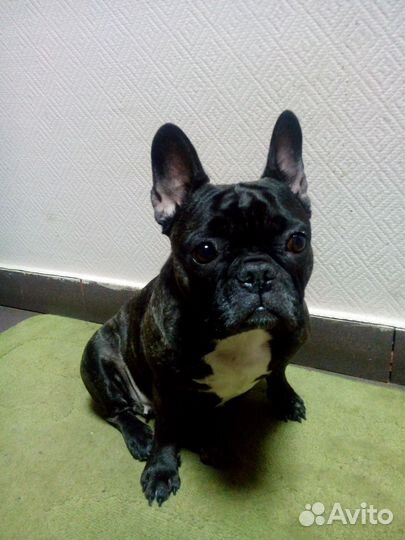 Французский бульдог