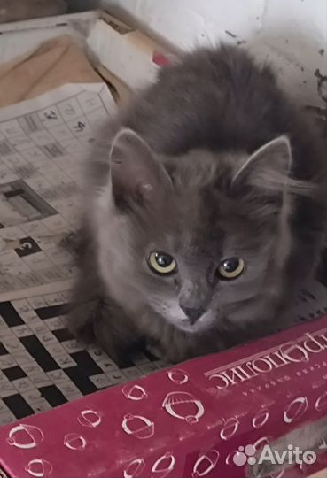 Шотландские прямоушки