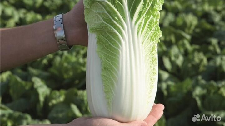 Семена Капуста пекинская Билко F1