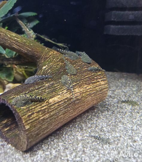 Псевдоскат Севилья аквариумная рыбка