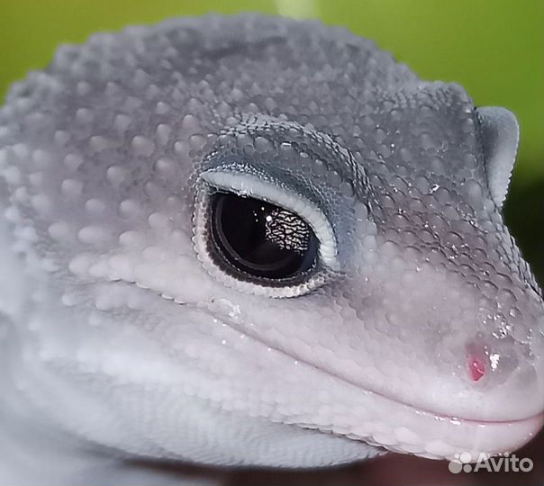 Эублефар самка super snow blizzard