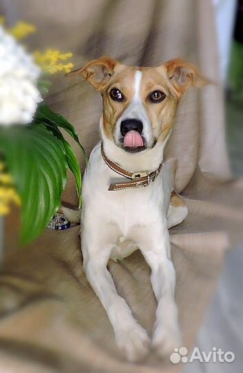 Отдается Парсон Рассел