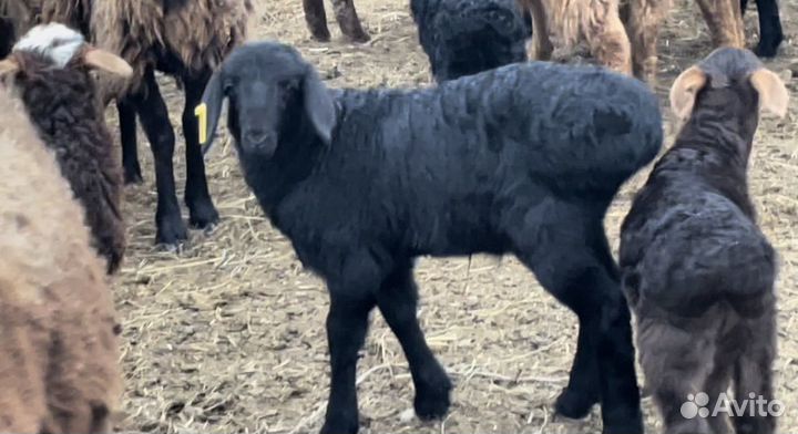 Баранчики,ярки