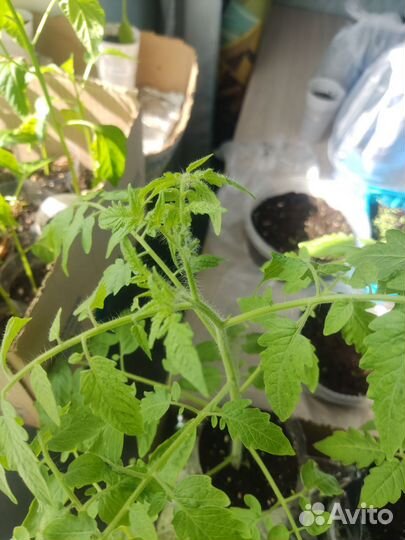 Рассада ампельного томата(помидор)