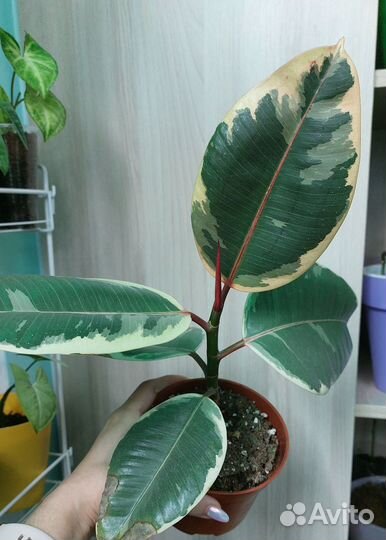 Фикус эластика тинеке