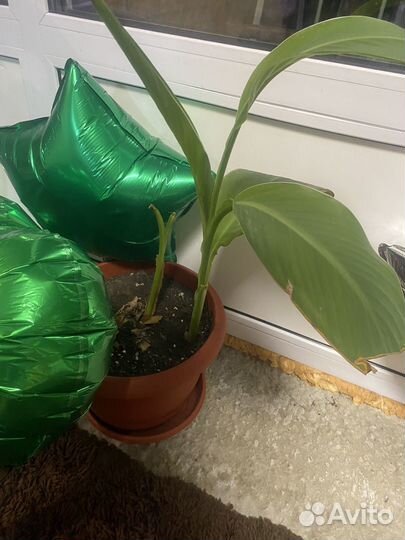 Комнатные цветы