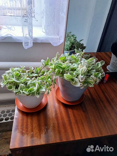 Продам комнатный цветок Традесканция