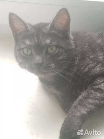 Кошка в дар