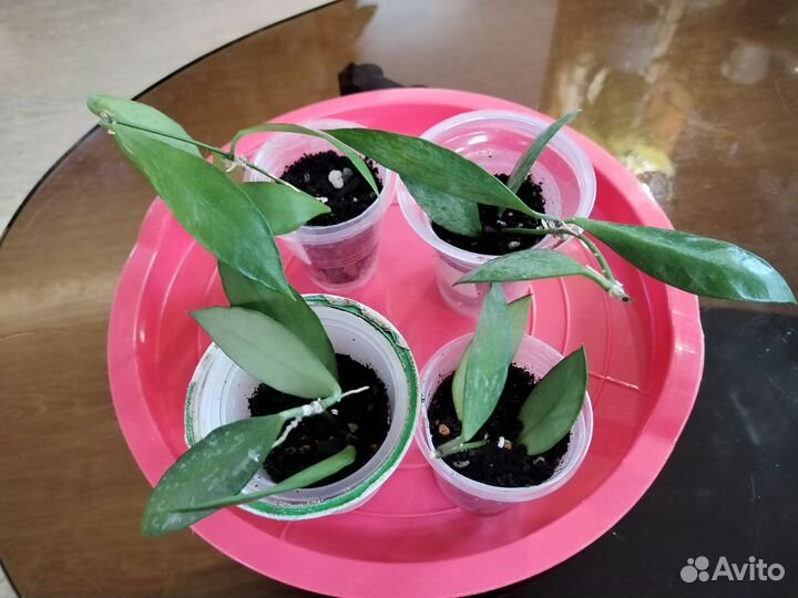 Хойя грацилис