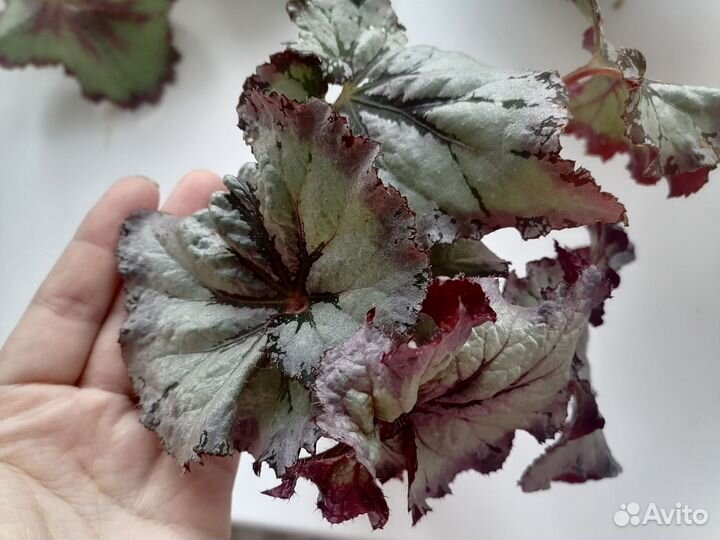 Бегония св серениссима