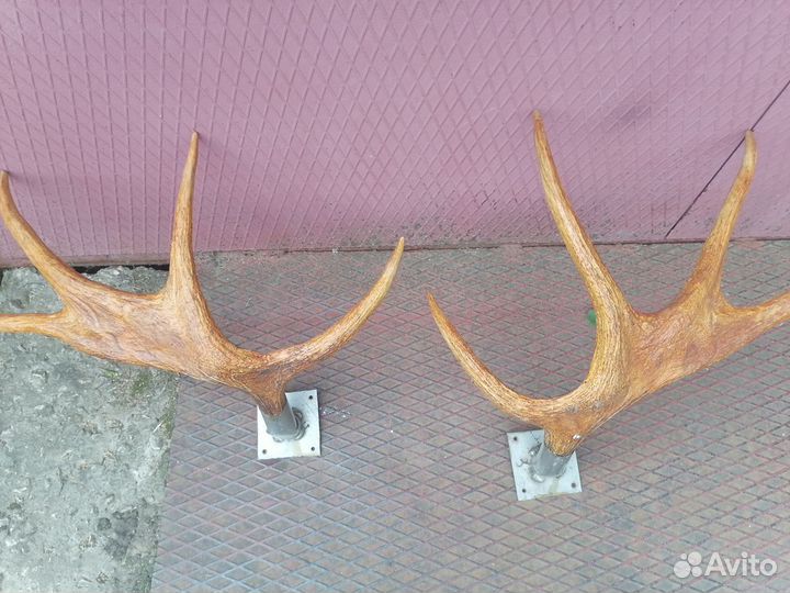 Рога лося